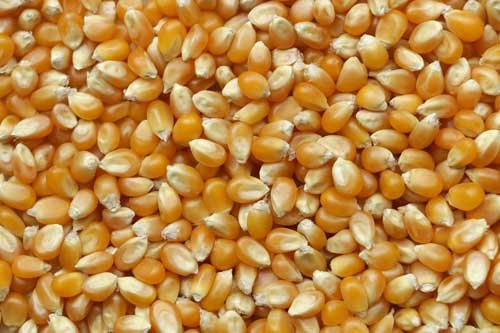 grains de mais prêts à être soufflés